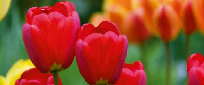 Gemeindebrief April / Mai 2018